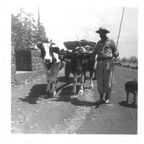 "José Pedro de Freitas com a sua junta de bois na Rua do Jogo da Bola, c. 1970 Arquivo Fotográfico do Ecomuseu do Corvo. Col. Maria Conceição Freitas"